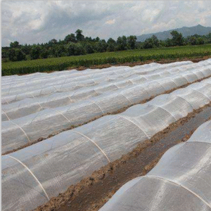 Insect Nets