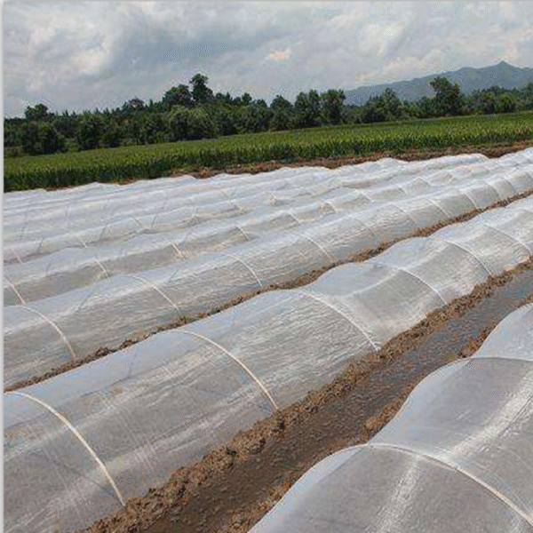 Insect Nets